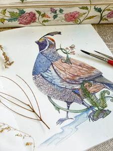 Quail (Original, watercolour)