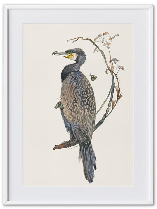 Cormorant (Art Print)