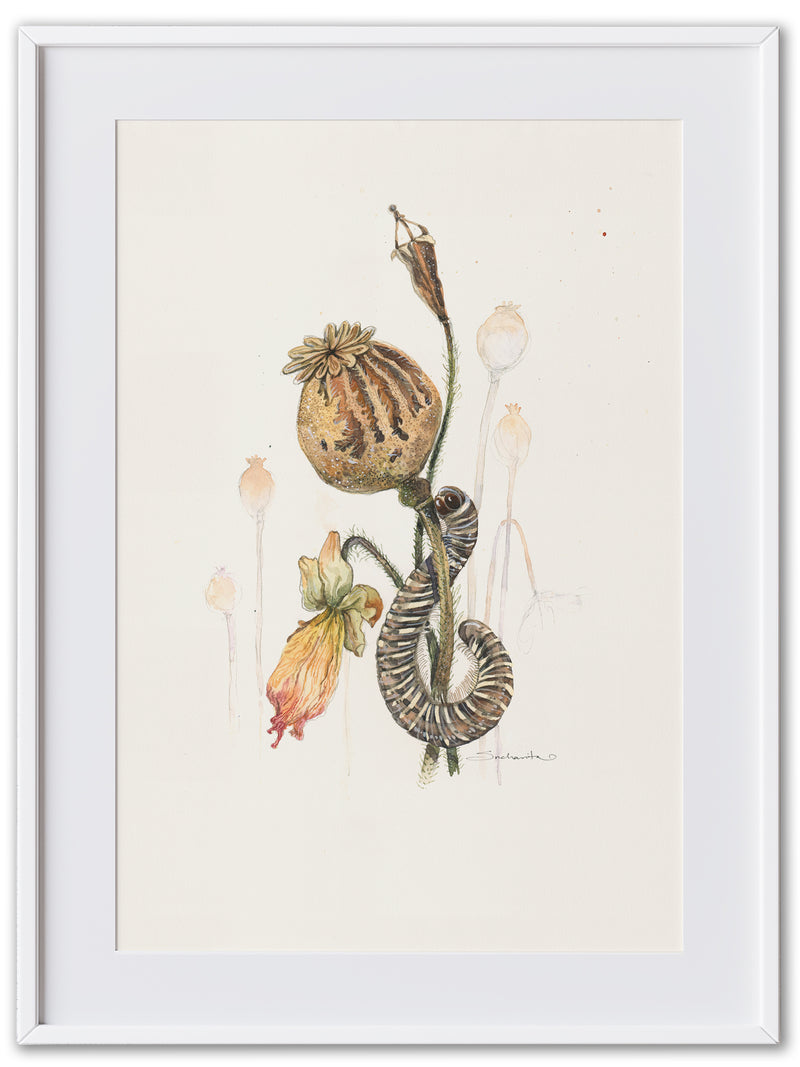 Millipede (Art Print)