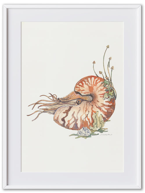 Nautilus (Art Print)